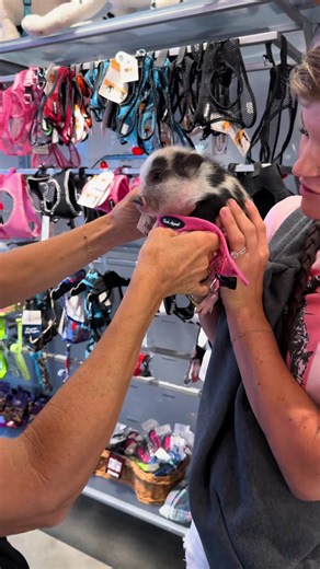 Mini pig’s accessory day at the pet shop 🐷🛍️ ✨ #MiniPigLife #PiggyOutfit #TinyPigAdventures #PetBoutiqueDay #CuteAnimalShopping