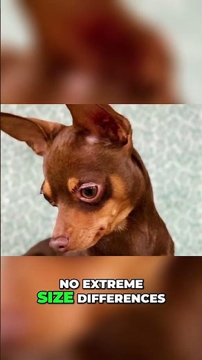 Meet the Smallest Dog Breed - The Russian Toy Terrier