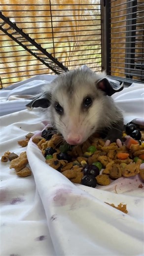 Sunday Snacks! 🫐 You know you’re enjoying a tasty treat when you’re fully relaxed and ears start flopping. Our room service clearly was top notch today and met the breakfast in bed standards for this particular opossum. . . . #keepaustinwild #wildliferescue #wildliferehab #opossums #texaswildlife | Austin Wildlife Rescue