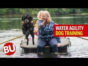 Water Agility Dog Training