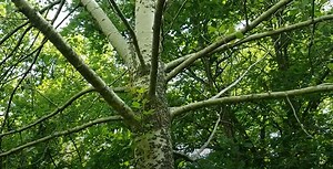 Intro to Trees of Indiana: Large Tooth Aspen
