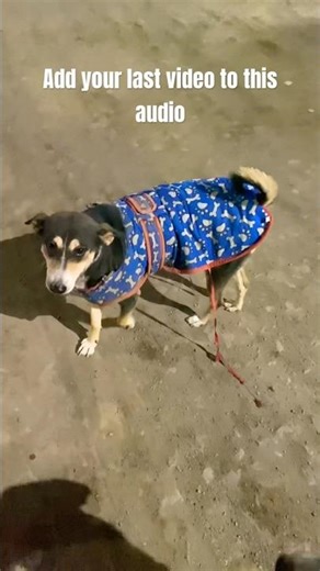 the last camera roll from my gallery 🌸🐾 #viral #youtubeshorts #youtube