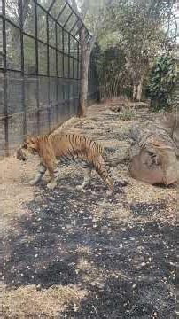 tiger at mysore zoO #piano