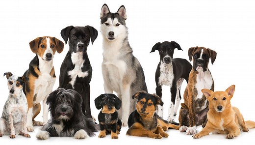 7 Dog Breed Groups: Your Ultimate Guide – Top Dog Tips