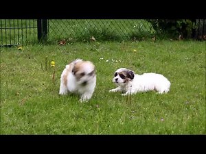 Leuke boomer pups aan het spelen.