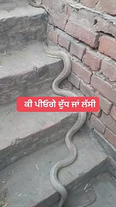 Tow snake 🐍 | ਅਣਖ انکھ ANKH