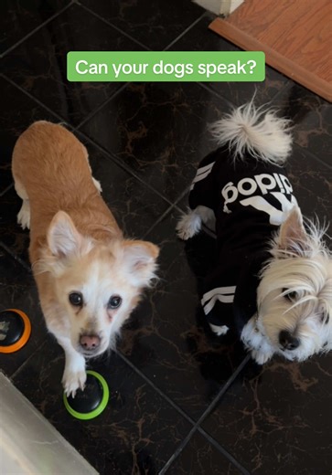 let them express themselves #hunger4words #dogsoftiktok #talkingdogsoftiktok #tiktokshopcreatorpicks #tiktokshopfinds @Hunger for Words