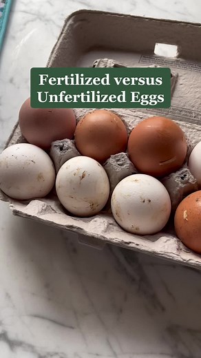 Fertilized Eggs: How to Tell the Difference