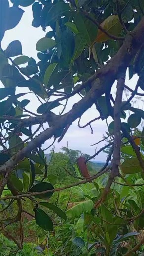 Uganda🇺🇬 treading, #fypシ゚viral #fyppp #foryou #crieatorsearchinsight @Josh.musik