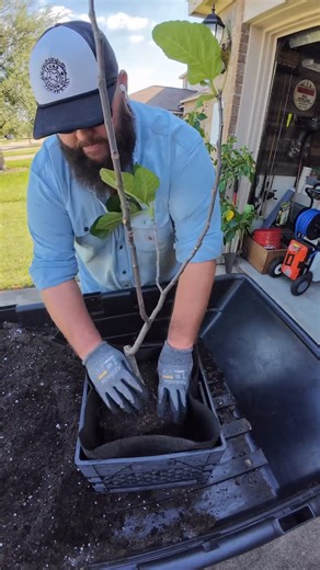 Destin Noak on Instagram: "Growing a Fig Tree in a Milk Crate!"