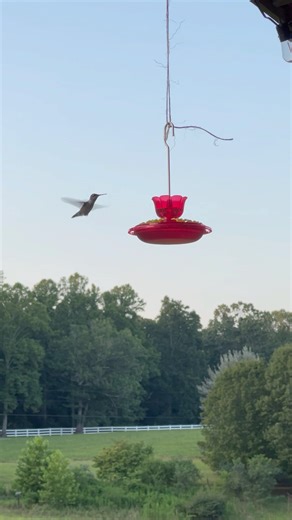 Hummingbird vocalizations #birds #nature #wildlife #cuteanimals