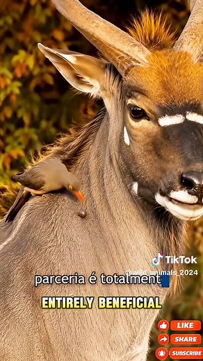 Oxpecker and Giant Eland relationship: mutualism or opportunism?