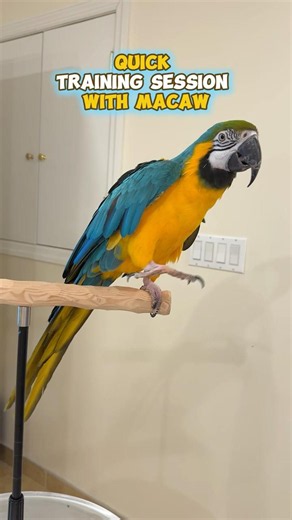 Quick Training Session with Macaw
