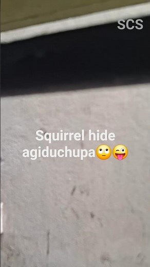 🐿️ Cute Squirrel Chirping Sounds 🌿 Nature ASMR