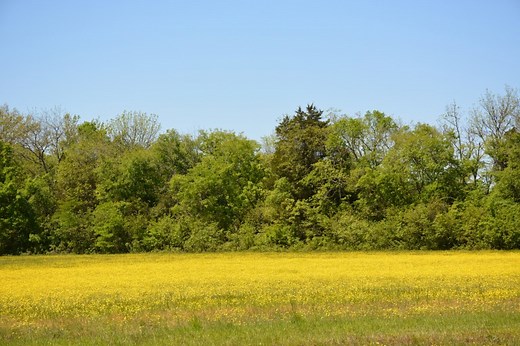 Allergy forecast for the US in 2025