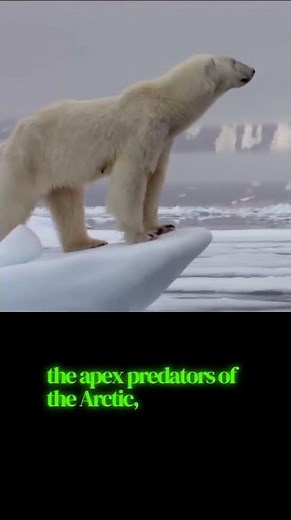 When An Orca Meets A Very Hungry Polar Bear