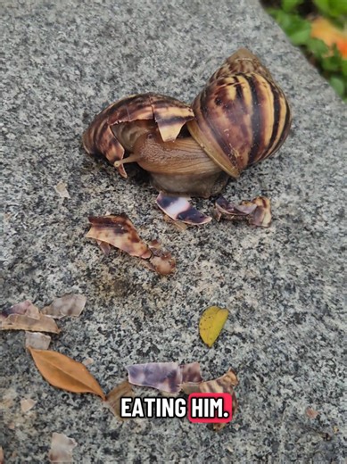 Understanding Snail Behavior: A Unique Dinner Date