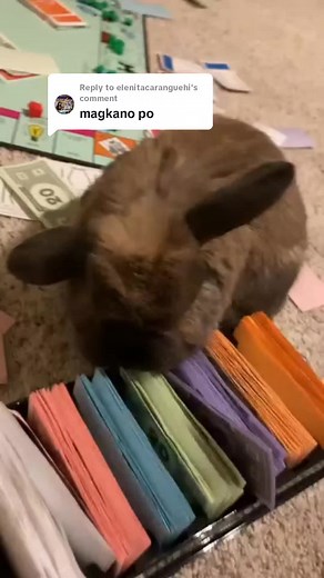 Cute Rabbits and Holland Lop: Prices, Tips, and More in the Philippines