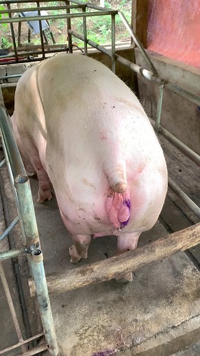 316K views · 610 reactions | Guba man kayo. Pang 3rd parity pa. | R&R Pig Farm | Facebook