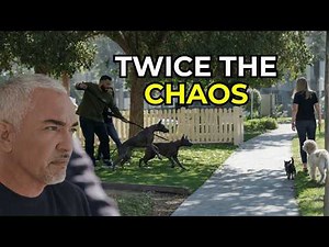 Why Your Dogs Go Crazy Together (And How to Calm Them) | Better Human Better Dog