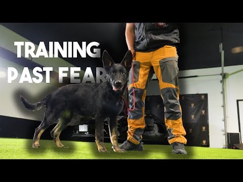 My Puppy got SCARED! Training past fear