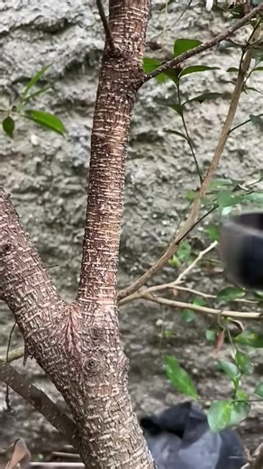 Satisfying ASMR Moments in Just One Minute