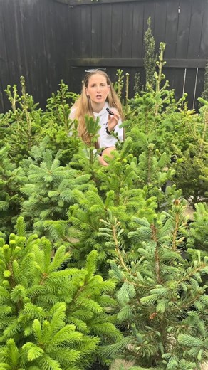 Rent a living, potted Christmas Tree for your family this holiday season!  | Tree Shepherds Christmas Tree Rental | Facebook