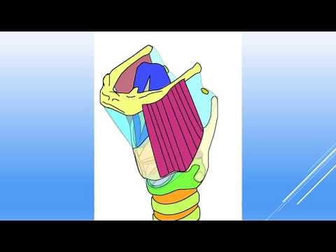 嚥下運動（舌骨・喉頭蓋軟骨・甲状軟骨・輪状軟骨・気管）☆重要筋肉付き