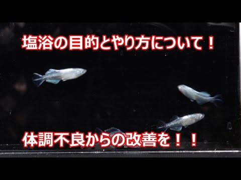 メダカの塩浴のやり方！どんな時にやると効果的？？