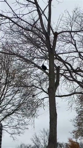Eastern Grey Squirrel