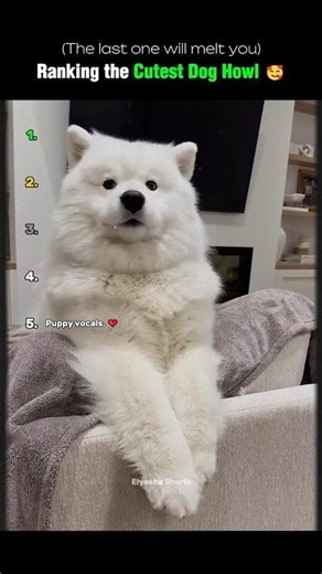 Ranking the Cutest Dog Howl #shorts #trending #dog #usa