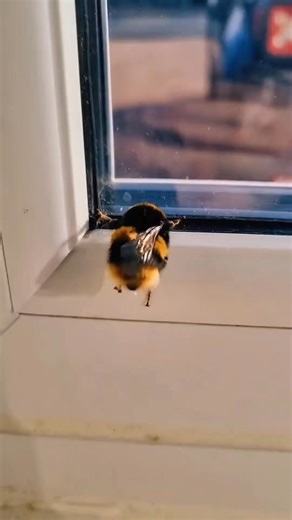 68K views · 2.4K reactions | Bumblebee,my friend.” | Whiskers & Wonders | Facebook