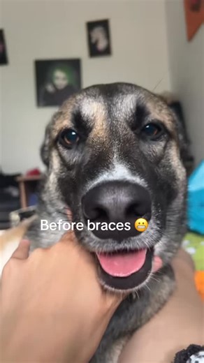 Introvert Dogs | he looks happier | Instagram