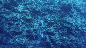 11K views · 148 reactions | (Watch in HD) Freediving Apo Reef...