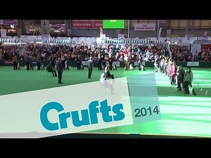 Obedience Dog Championships | Short Highlights | Crufts 2014