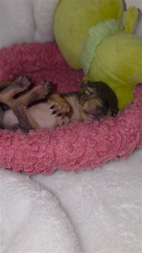 We had alot of critical babies come in to DFW Squirrel Rescue during 2025. We will be sharing some of their adorable videos over the next few days. | Sandy Marie Romo