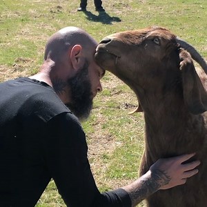 153 reactions · 5 comments | The bromance between Sherman and David (rockstar volunteer) is the BEST #bromance #badboyclub | Farm Animal Refuge | Facebook