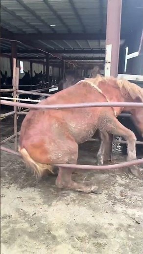 #animals #1chop #meatfood #traditionalfolkfood #food #1million