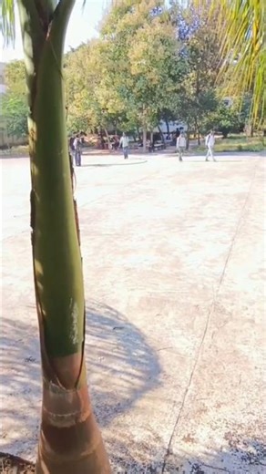 Apna collage School study #minivlo #minivlog #comedyfilms #automobile #vlog #vlog