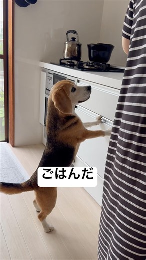 ごはんの準備をしてもらうビーグルさん#beagle#ビーグル