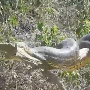 12K views · 53 reactions | A larg python snake lying on a tree #animals #animalsattack #large #snake | ABMCI Mission Bouaké | Facebook