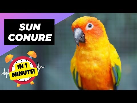 Sun Conure - In 1 Minute! 🦜 One Of The Most Beautiful Parrots In The World | 1 Minute Animals