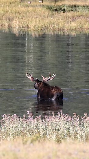 16K views · 13K reactions | Bull moose taking a dip and getting some grub. #photography #wildlife #nature #reels #foryoupageシ #moose #bullmoose #wildanimals | Good Bull Guided | Facebook