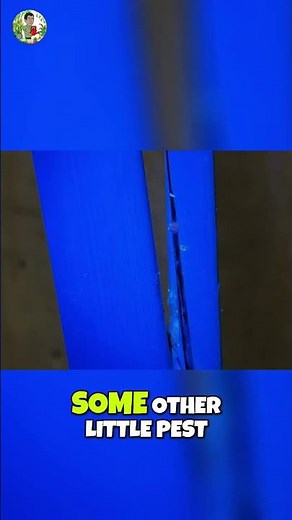 UV Flashlight Trick: Spot Hidden Pests in SECONDS! 🔦👀