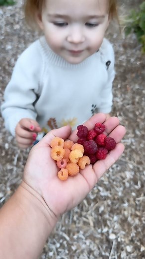 81K views · 9.5K reactions | Really good way to tell which ones are best.  ‘Fall Gold’ wins every taste test, every time.  | Garden Answer | Facebook