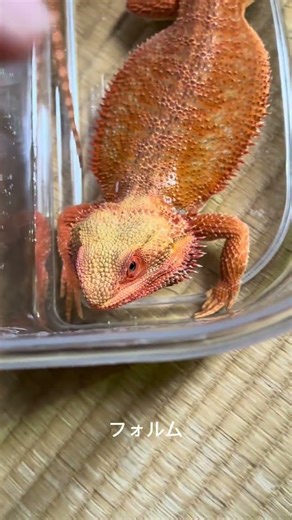 お湯♨️に浸かるトカゲ🦎