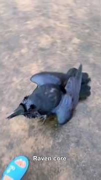 The ravens talking so well 🐦‍⬛#raven #funnyvideo #animals #usa🇺🇸 #fyp #ravens #funnyanimals