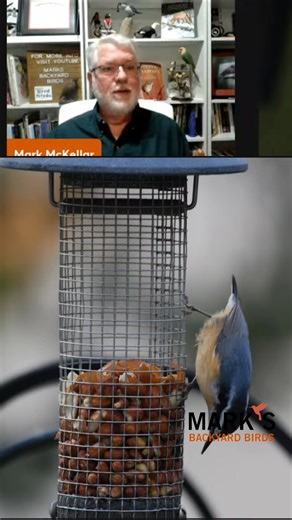 13 reactions | Dive into the world of Red-Breasted Nuthatches! This video covers their unique feeding habits, recommended foods, and even a purple finch sighting. Perfect for bird lovers! #RedBreastedNuthatch #BirdFeeding #BirdWatching #PurpleFinch #Wildlife | Backyard Bird Center | Facebook