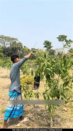 Why are these farmers plucking mango flowers 🤔l #mango #flowers