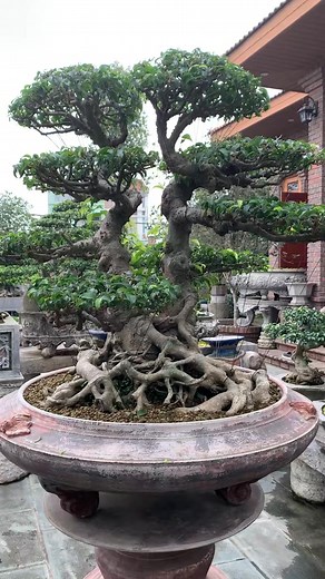 #bonsai #câycảnh | Van Quang